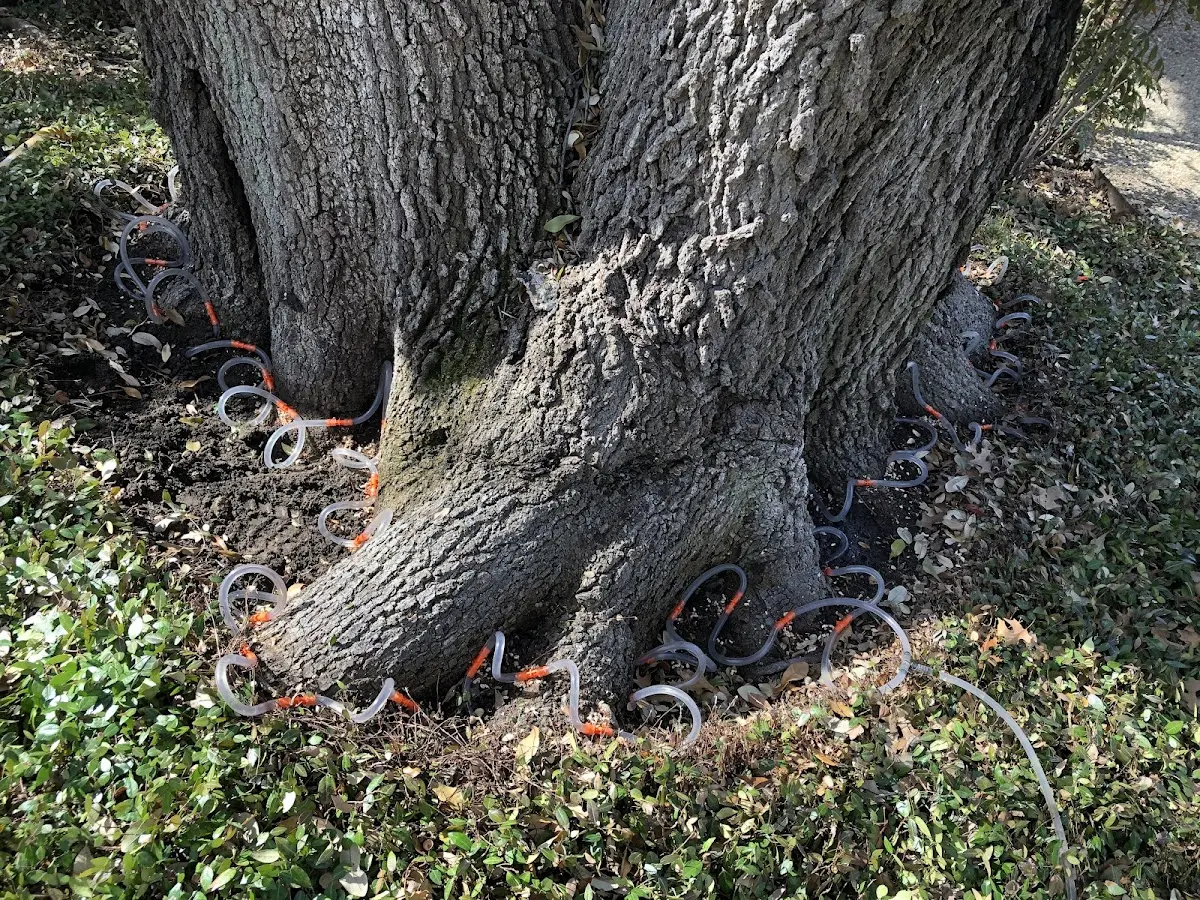 Detailed Tree Cabling and Bracing job site in Flagtown