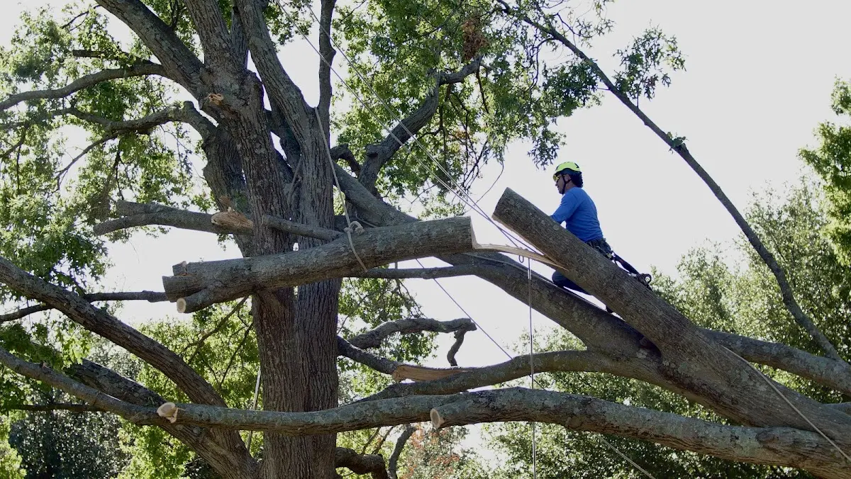 Professional Crown Thinning performed by certified arborists in Flagtown